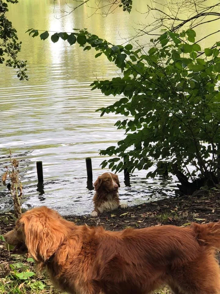 tollers water